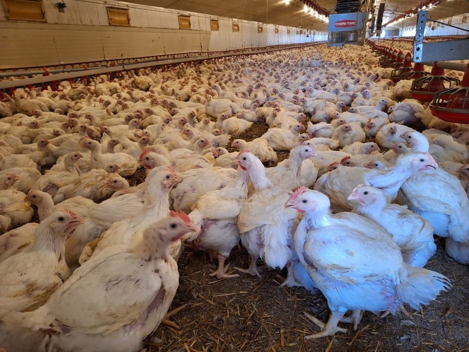 Vând puii de carne și rasa mixta