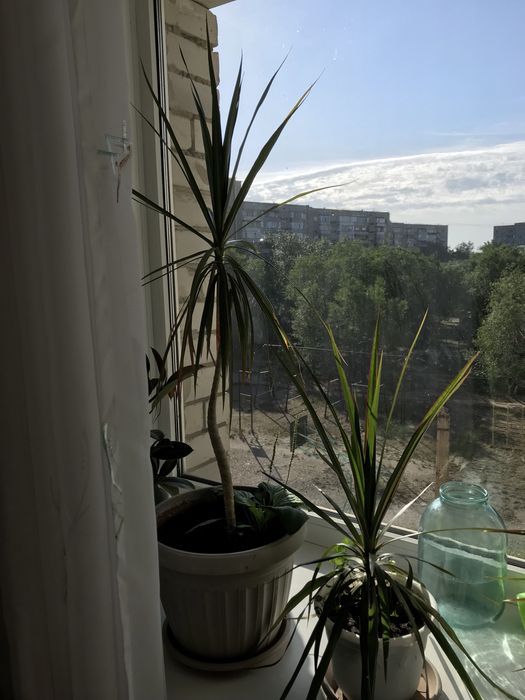 Драцена 3 шт, фикус