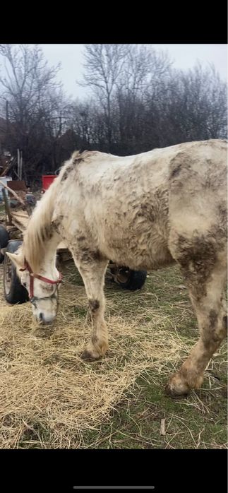 Vand cap bun de caruta