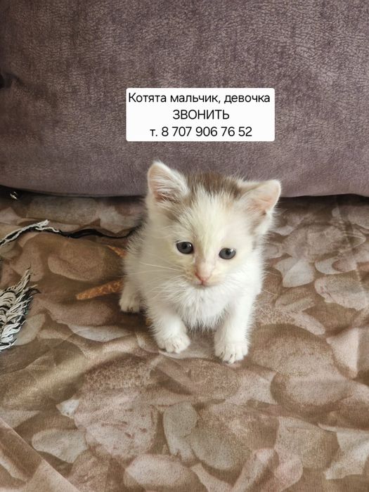 Котята мальчик, девочка