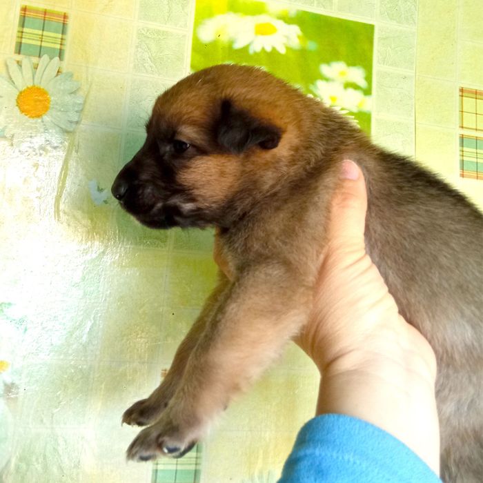 Щенки. Мальчики.