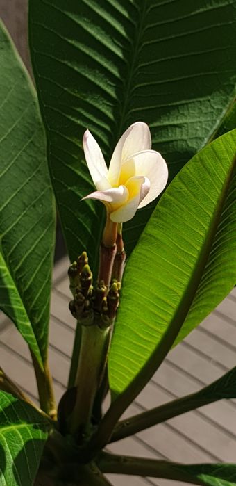 Plumeria / frangipani