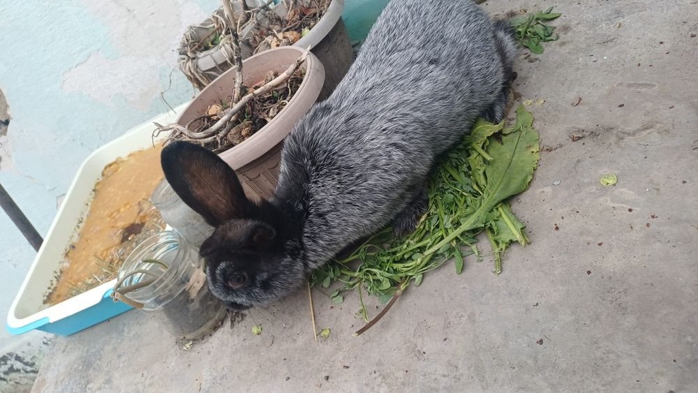 Продам кролиху и крола