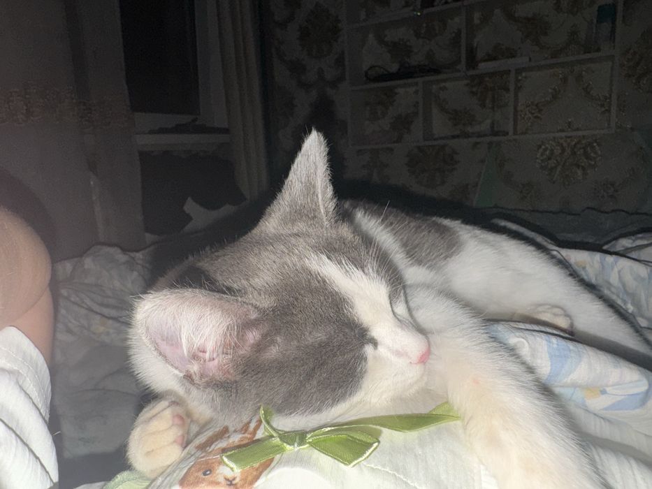 Отдам кошечку в добрые руки