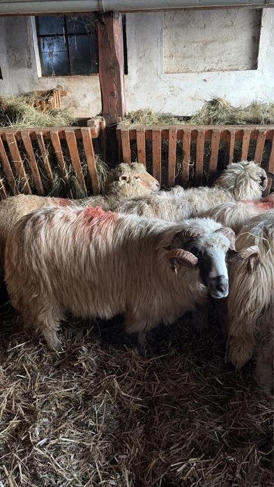 Berbeci brezi tineri