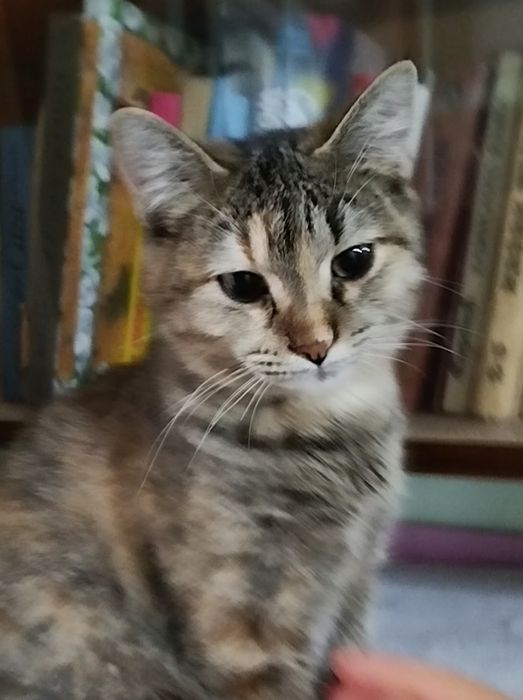 Девочку 9 месяцев отдаю с лотком