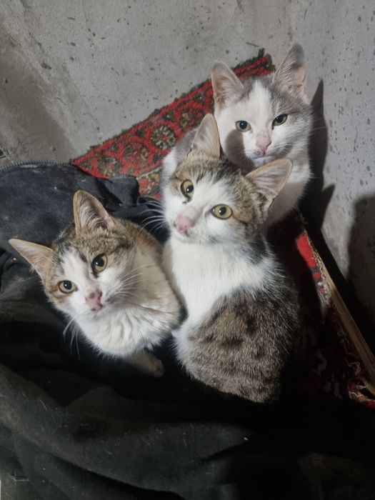 Mushuklar beriladi tekin