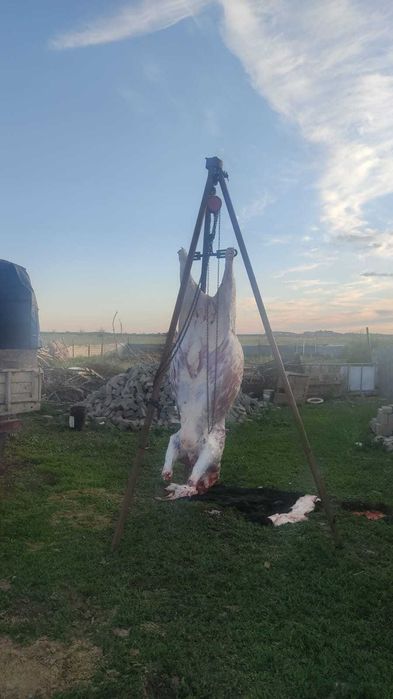 говядина туша бычок свежее мясо
