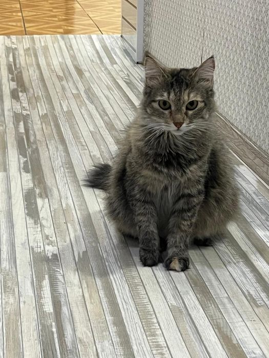 Отдам в хорошие руки