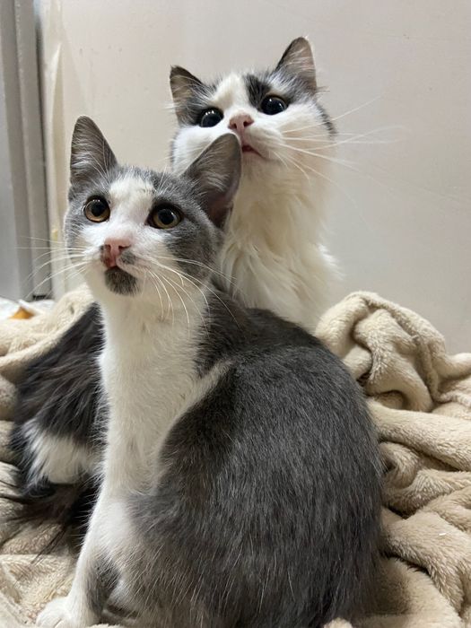 Отдам кошечку в квартиру без самовыгула