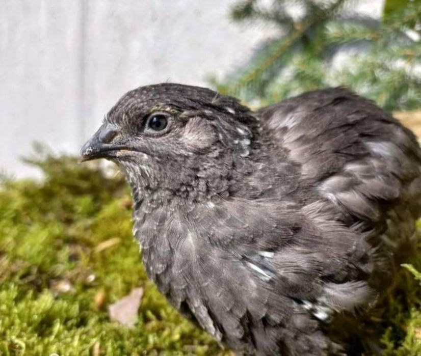 Пъдпъдъчи яйца за инкубация