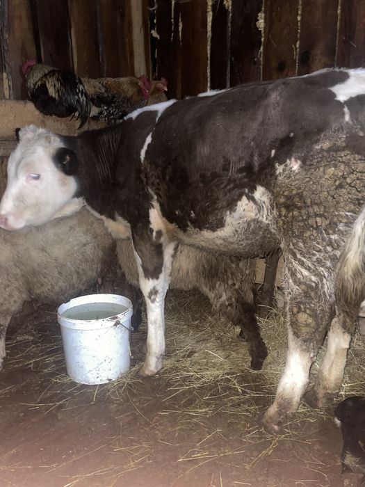 Vitica de vanzare 8 luni