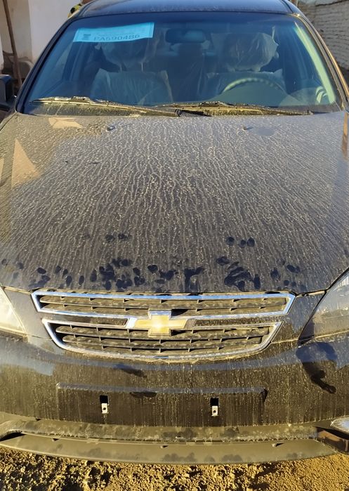 Жентра кара цвет