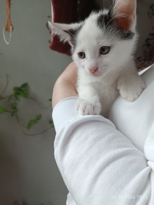 Котета търсят семейство