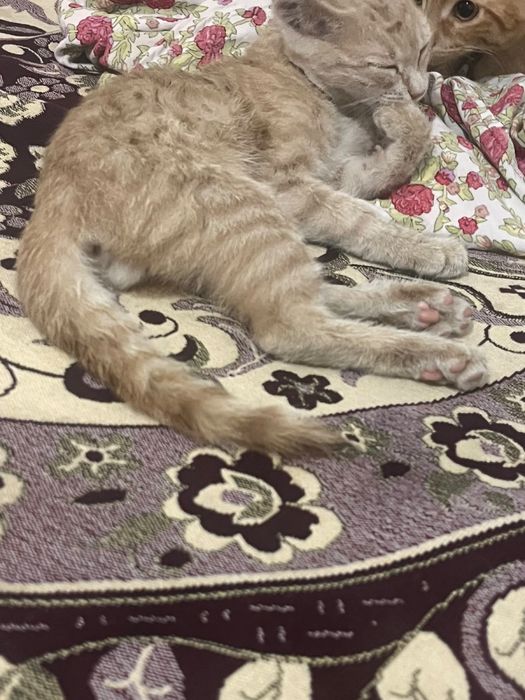 отдам котенка в добрые руки