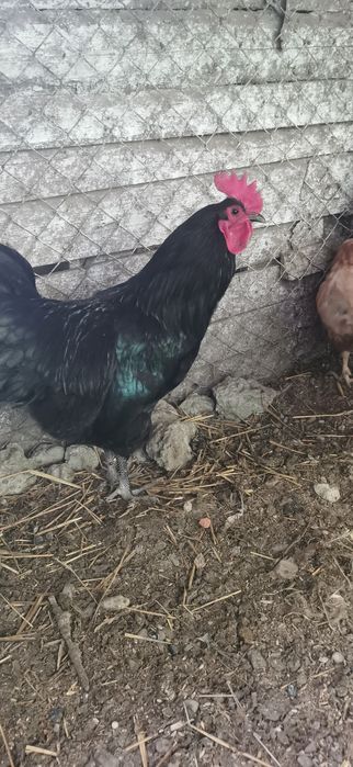 Cocoși buni de reproducere