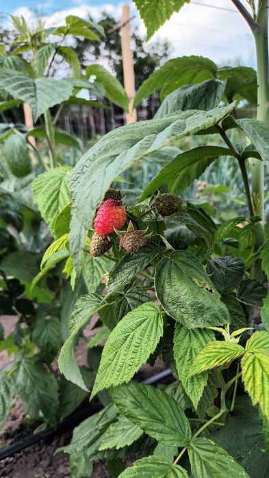 Butași zmeura polka