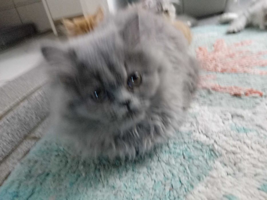 Персийски котенца