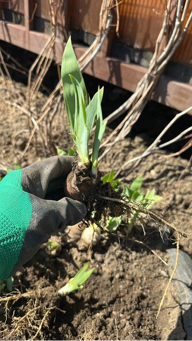 Ирис и Лилия продам луковицу