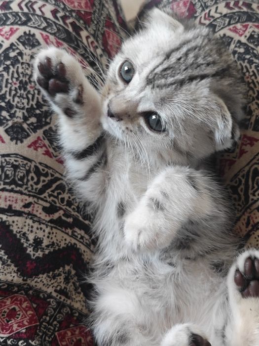 Шотландский вислоухий котенок
