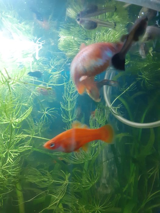 Меченосцы красные подростки