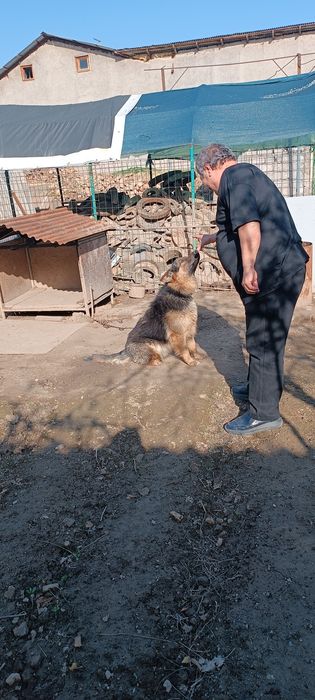 Продается овчарка