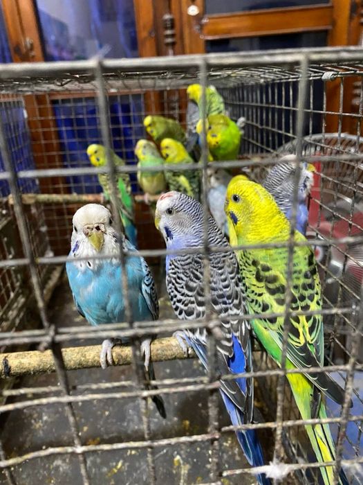 Валнестийла сотилади