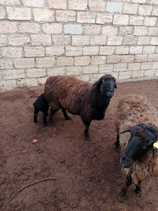 Қозылы қой сатылады қысыр қойда бар