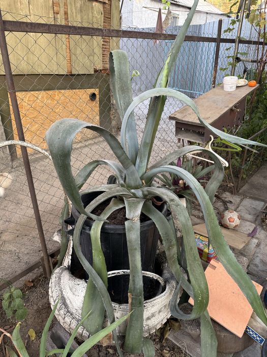 Американская Агава (алоэ)