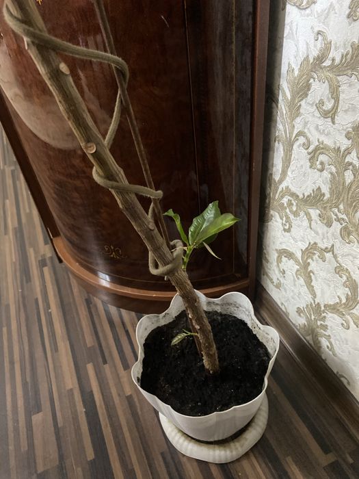 фикус каучуконосный (Ficus elastica).