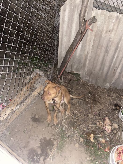 Продам суку пита