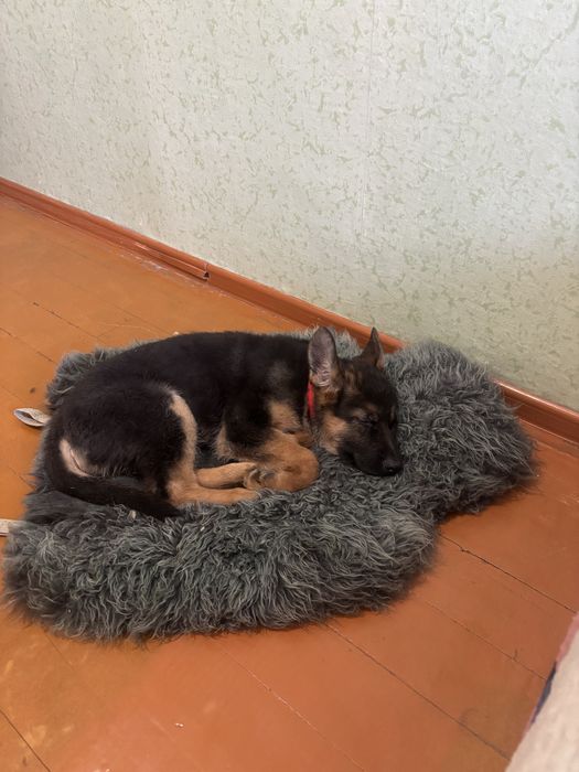 Немецкая овчарка, щенок