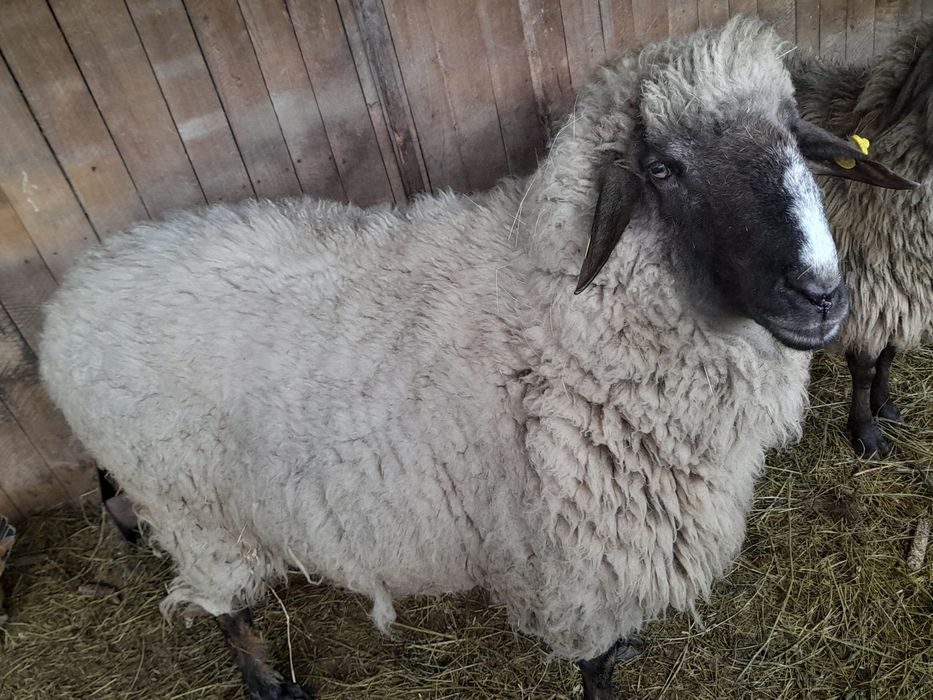 Vând Berbec carabaș
Vând berbec Carabaș, matur, bine dezvoltat, sănăto