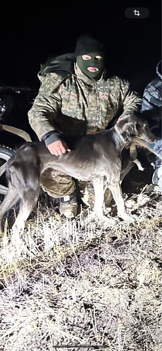 Тазы күшік сатылады