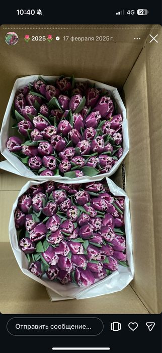 Тюльпаны к 8 марта