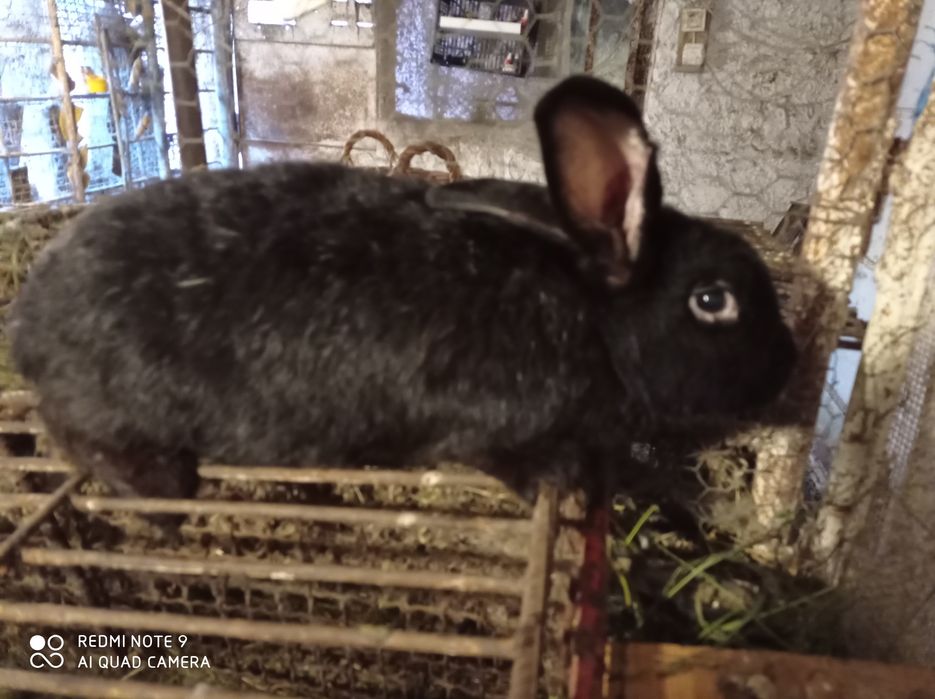 Iepuri de vinzare Brasov masculi maturi femele fluture german