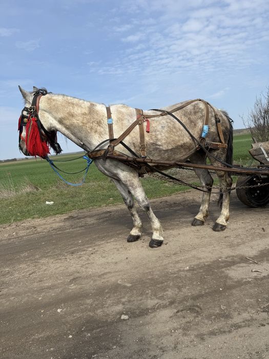 Iapă de 6 anii foarte cuminte și bună de ham