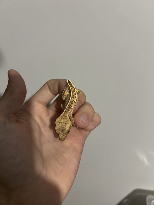 Crested gecko/ gecko cu creasta diferite morphuri