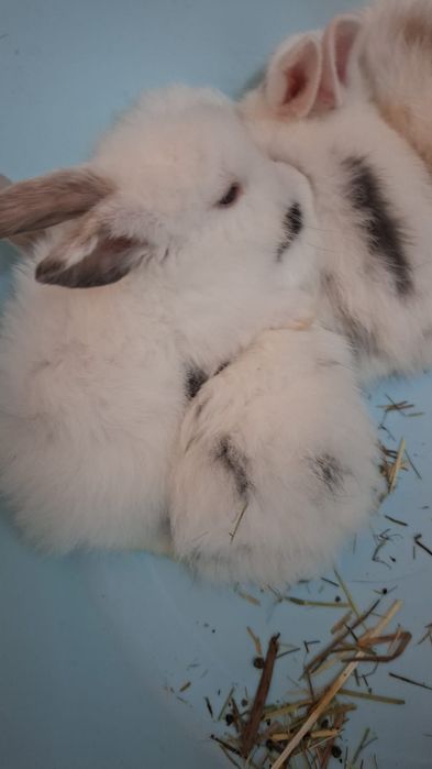 Iepuri pitici pui