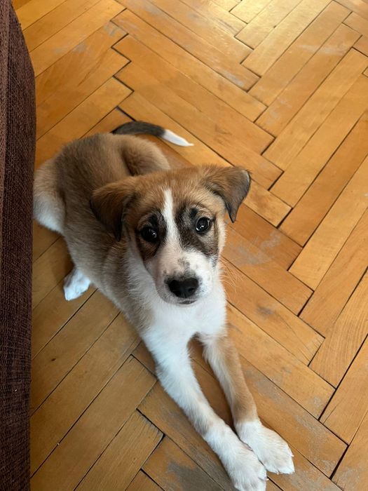 Рокси и Лара търсят дом