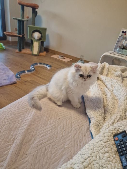 Pisicuță persană chinchilla silver