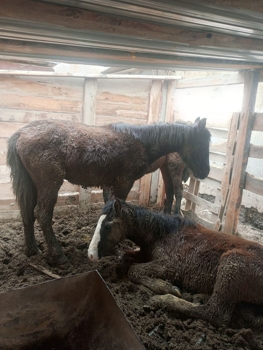 Жылкы тай сатылады