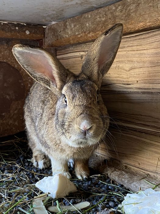 Самец кролик