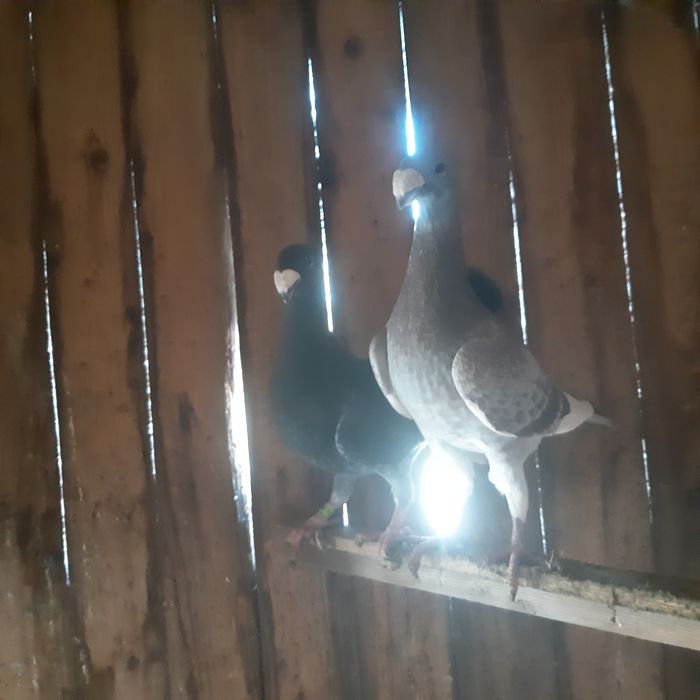 Schimb porumbei cu Perusi