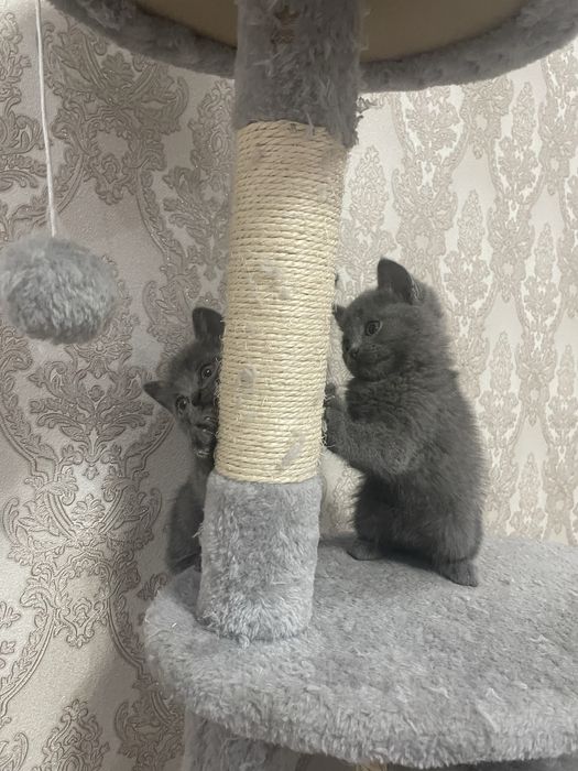 Продам британский котят