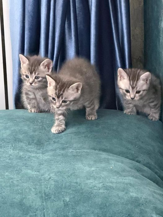 Отдам котят в добрые руки