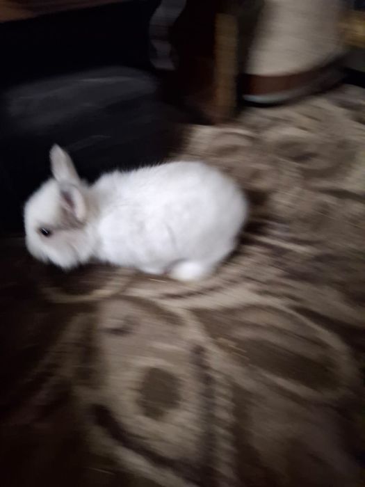 Продам декоративных кроликов