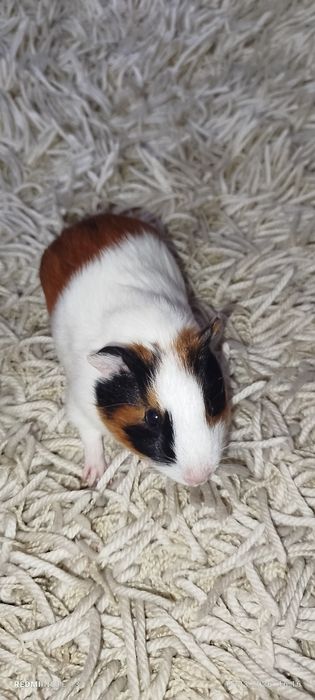 Продам морских свинок