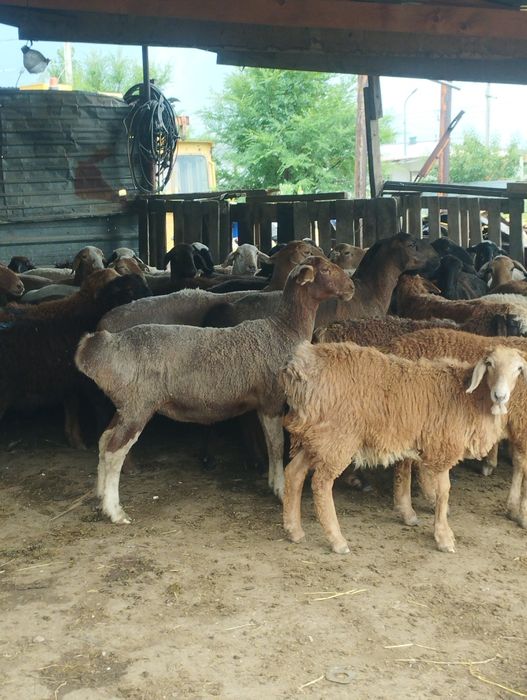 Баран бараны Алматы