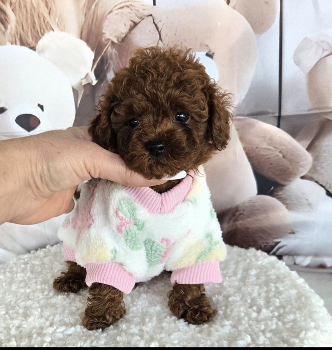 Пудел той ,Пудел тийкъп с родословие